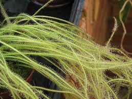 Drosera Filiformis Seeds ~ Sundew Drosera ~ Threadleaf Sundew ~ Insectivorous ~ Bug Eating ~ Cool plants ~ Easy to Grow ~ Houseplants