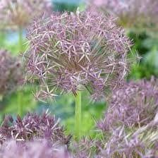 Allium Cristophii Seeds ~ Star of Persia ~ Plants ~ Garden ~ Grow Your Own ~ Spring Flowers ~ Instead of Flowers ~ Presents