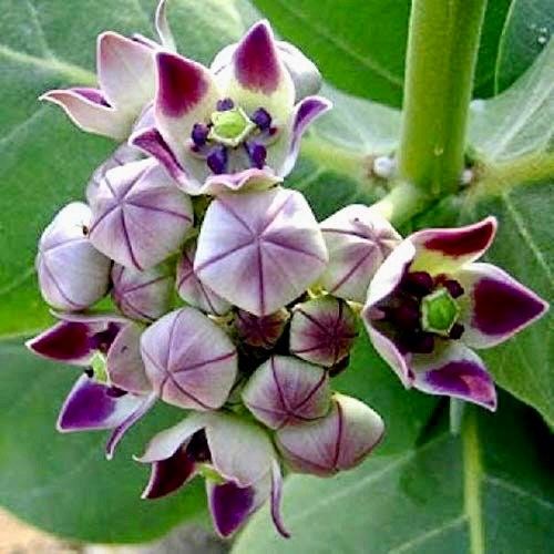 Rare Crown Flower Milkweed Seeds ~ Crown Flower ~ Calotropis Gigantea ~ Exotic ~ Unique ~ Tropical ~ Hawaii ~ Leis