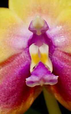 Phalaenopsis K S Happy Eagle Orchid Seeds ~ Bird Lovers ~ Usual Flowers ~ Exotic