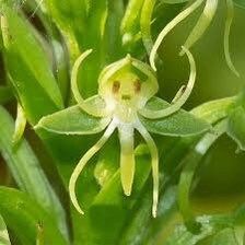 Habenaria Repens Seeds ~ Water-Spider Orchid ~ Orchids ~ Exotic ~ Pretty Flowers ~ Different ~ Orchid