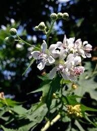 Virginia Fanpetals Seeds ~ Virginia Mallow Ripariosida Hermaphrodita