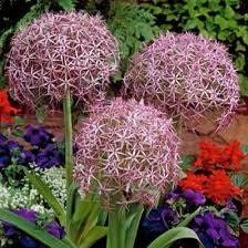 Allium Cristophii Seeds ~ Star of Persia ~ Plants ~ Garden ~ Grow Your Own ~ Spring Flowers ~ Instead of Flowers ~ Presents