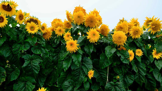 Goldy Double Sunflower Seeds ~ Helianthus Annuus ~ Pretty Flowers ~ Garden ~ Fall ~ Heirloom Seeds ~ Autumn