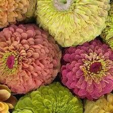 Zinnia “Queen Lime Mix” Seeds ~ Flower Seeds ~ Plants ~ Garden ~ Grow Your Own ~ Spring Flowers ~ Instead of Flowers ~ Flowers