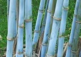 Blue Bamboo Seeds ~ Fountain ~ Privacy Climbing ~  Cyrtostachys Renda Tree ~ Gardening ~ Spring