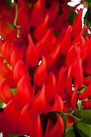 Rare Red Jade Vine Seeds ~ Mucuna Benettii ~ Mucuna Bennettii ~ Mucuna Warburgii