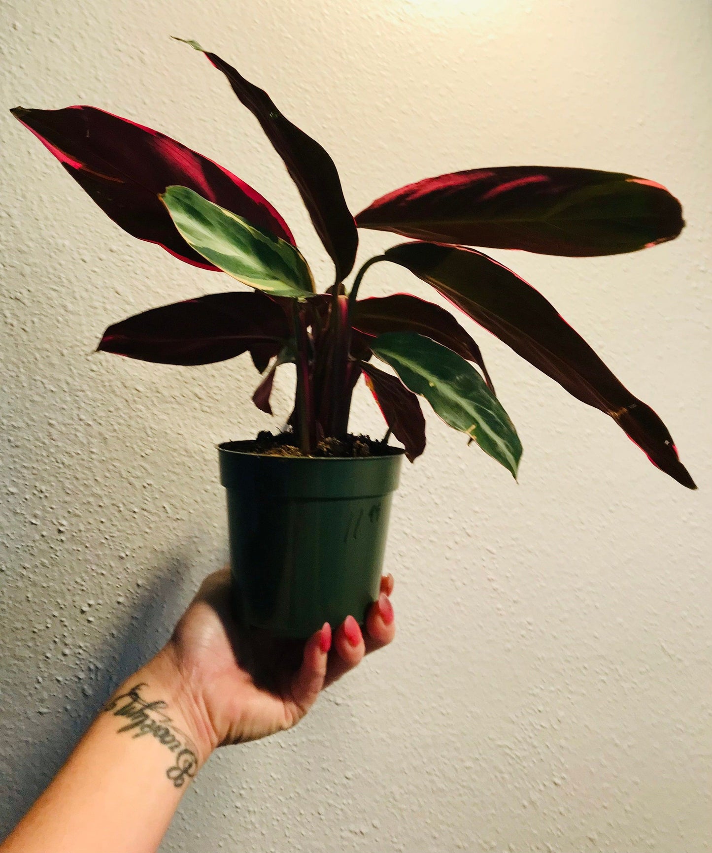 Tricolor Prayer Plant ~ Stromanthe Triostar ~ Easy to Grow House Plant