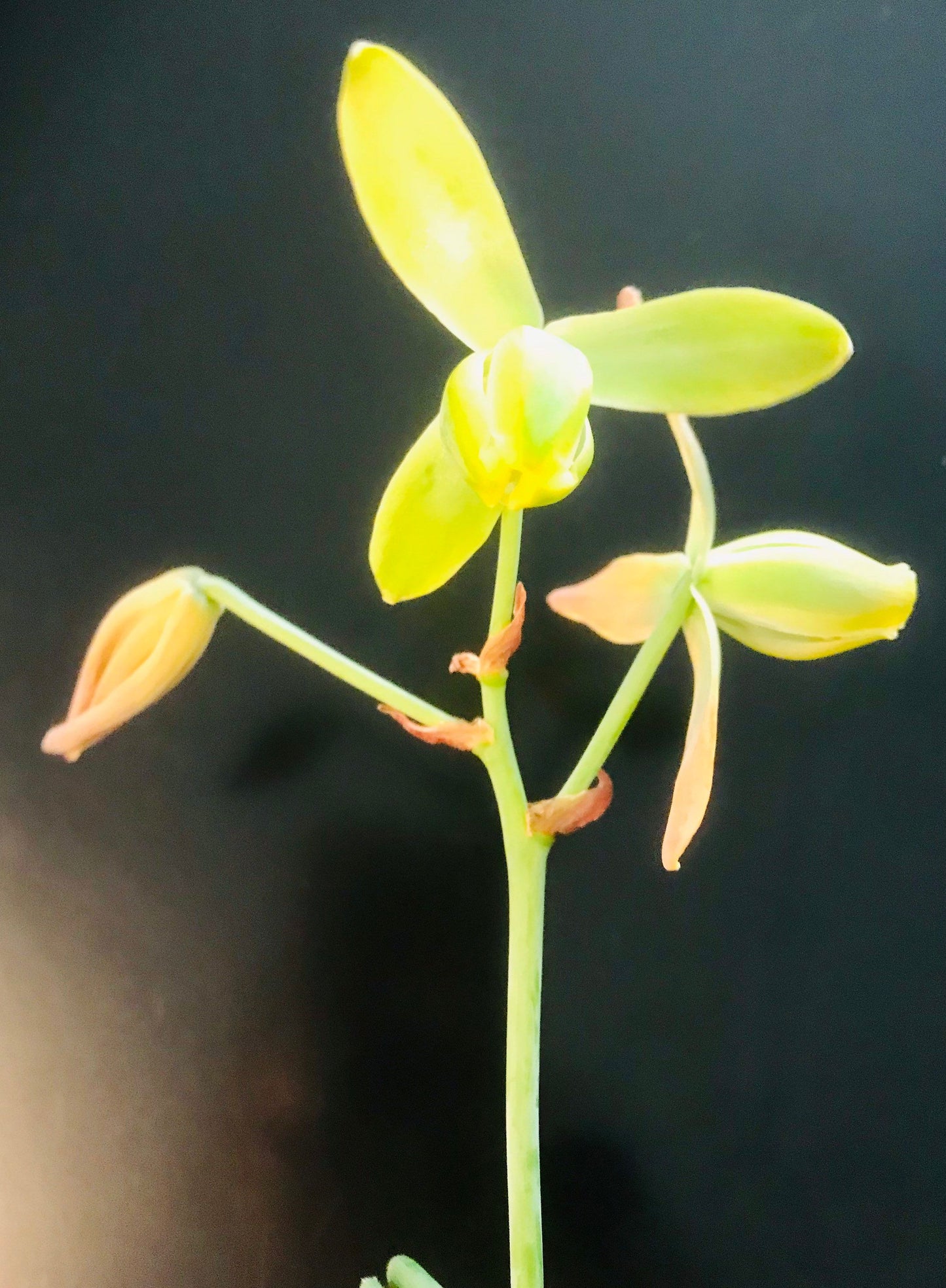 Frizzle Sizzle ~ Albuca Spiralis ~ Corkscrew Albuca ~ Albuca