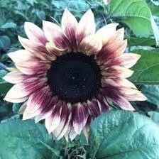 Plum Sunflower Seeds ~ Helianthus Annuus ~ Pretty Flowers ~ Garden ~ Fall ~ Heirloom Seeds ~ Autumn ~ Bouquets