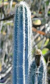 Rare Exotic Blue Pilosocereus Plameri Seeds ~ Columnar Cacti ~ Cacti ~ Grow Your Own ~ Spring Flowers ~ Instead of Flowers