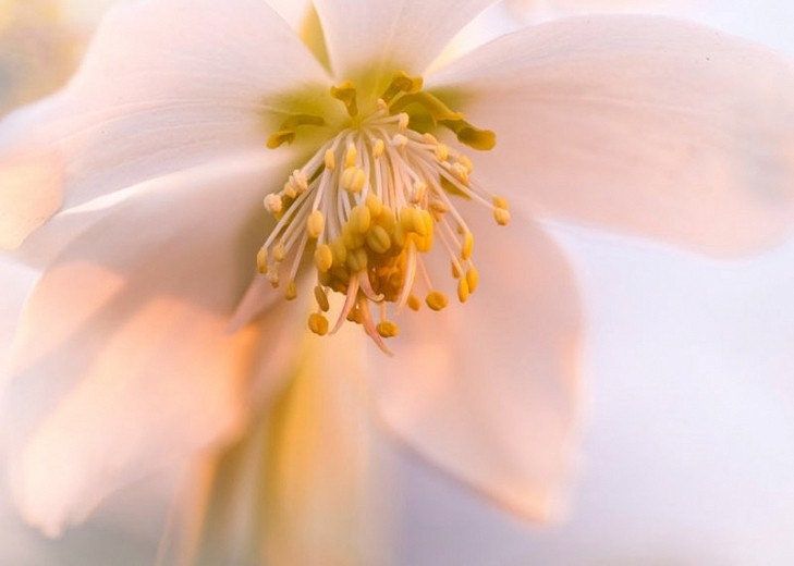 Christmas Rose Seeds ~ Helleborus Niger ~ Plants ~ Garden ~ Grow Your Own ~ Spring Flowers ~ Instead of Flowers ~ Presents