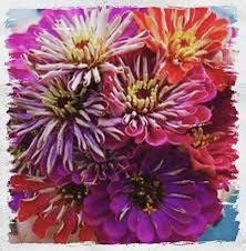 Zinnia “Meteor Shower” Seeds ~ Flower Seeds ~ Plants ~ Garden ~ Grow Your Own ~ Spring Flowers ~ Instead of Flowers ~ Flowers