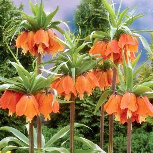 Orange Crown Imperialis Seeds ~ Fritillaria Imperialis ~ Exotic ~ Unique ~ Fun ~ Bees ~ Butterflies ~ Beautiful Flowers ~ Dr Seuss