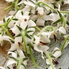 White Borage Seeds ~ Starflower ~ Plants ~ Garden ~ Grow Your Own ~ Spring Flowers ~ Heirloom Seeds