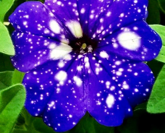 Petunia Starry Sky Blue Seeds ~ Night Sky ~ Grow Your Own ~ Spring Flowers ~ Instead of Flowers