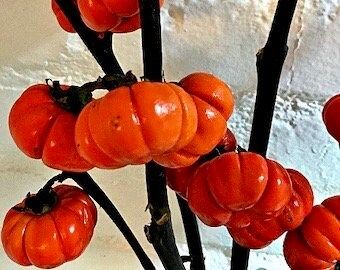 Rare Ornamental ‘Pumpkin On A Stick’ Seeds ~ Grow Your Own ~ Autumn ~ Halloween ~ Fairytale ~ Fall ~ Season ~ Dried Flowers ~ Bouquet