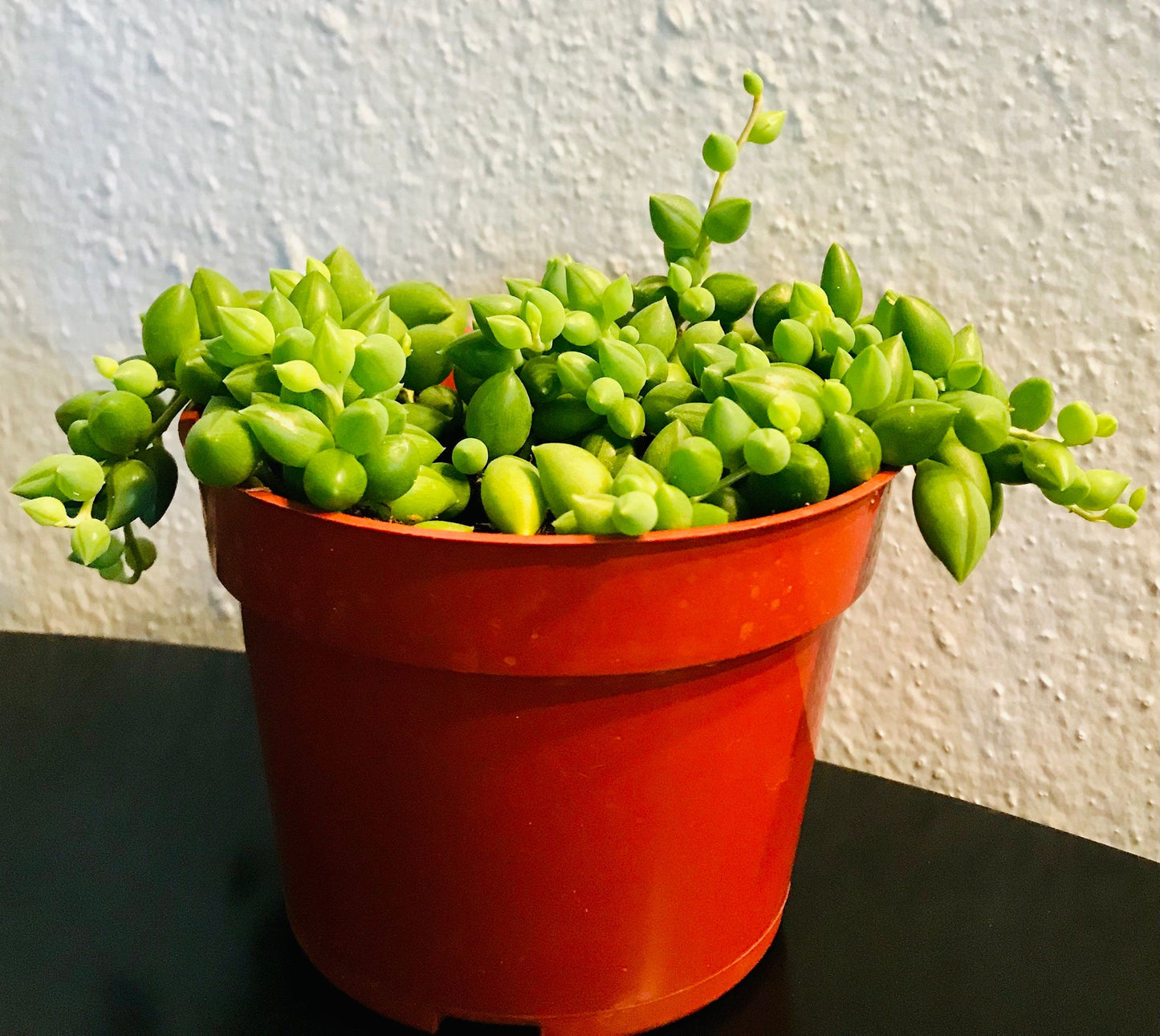 Senecio Herreanus ~ String of Tears ~ Senecio ~ String of Beads ~ String of Tears ~ String of Watermelons, Gooseberry Plant ~ String of Rain