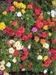 Mixed Color Moss Seeds ~ Rose Purslane Double Flower Seeds ~ Plants ~ Garden ~ Grow Your Own ~ Spring Flowers