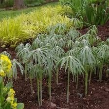 Umbrella Plant Seeds ~ Cyperus Alternifolius ~ Papyrus ~ Grow Your Own ~ Spring ~ Houseplants