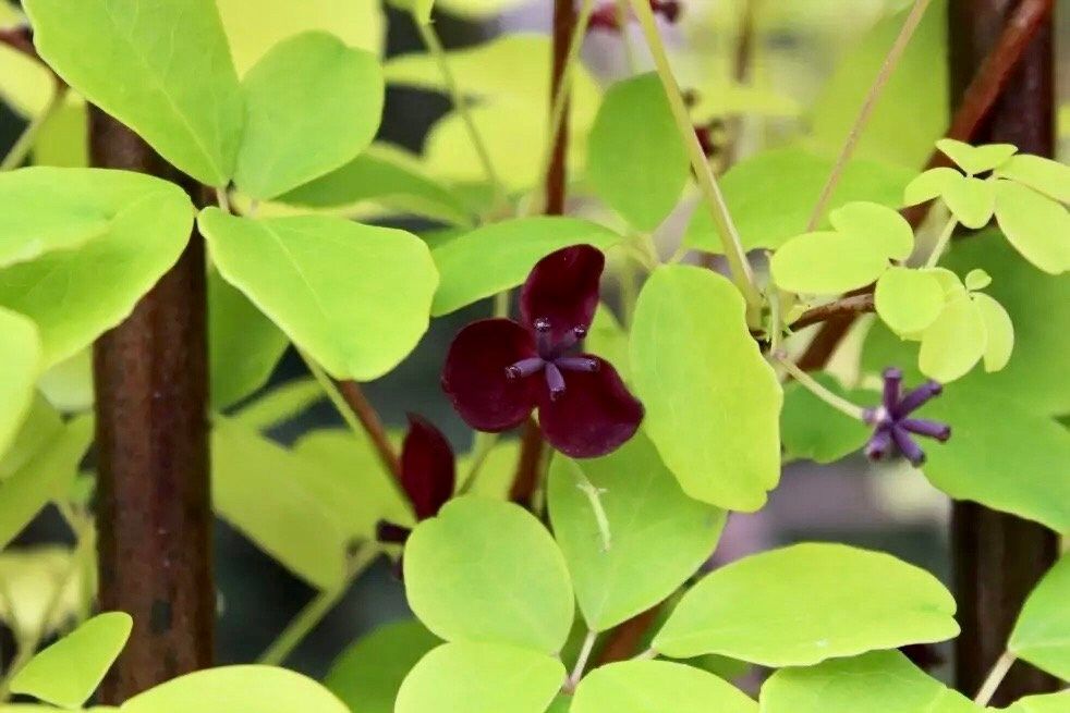 Chocolate Vine Seeds ~ Akebia Quinata ~ Five-leaf Chocolate Vine ~ Five-leaf Akebia