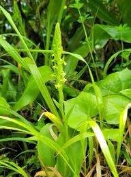 Platanthera Flava Seeds ~ The Palegreen Orchid ~ Orchids ~ Usual Flowers ~ Exotic Flower