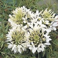 Giant White Queen Cleome Seeds