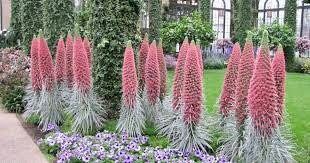 Tower of Jewels Flower Seeds ~ Echium Wildpretii ~ Snake Head ~ Unique ~ Rare ~ Exotic ~ Garden ~ Grow Your Own ~ Plant