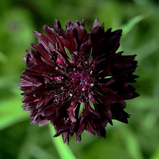 Black Cornflower Seeds ~ Perennial ~ Flowering Plant ~ Unusual Flowers ~ Flower ~ Growing Flowers