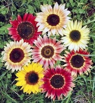 Pretty Colorful Mix Sunflower Seeds ~ Helianthus Annuus ~ Pretty Flowers ~ Garden ~ Fall ~ Heirloom Seeds ~ Autumn