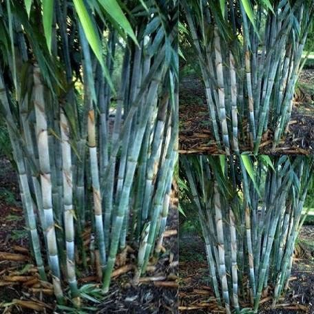 Timor Black Bamboo Seeds ~ Fountain ~ Privacy Climbing ~  Cyrtostachys Renda Tree ~ Gardening ~ Spring