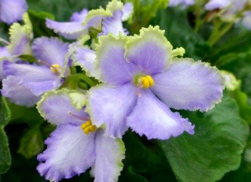 Mixed Miniature Variegated African Violet Seeds ~ Indoor Plant ~ House Plants ~ Christmas Presents ~ Holiday Gifts ~ Stocking Stuffers