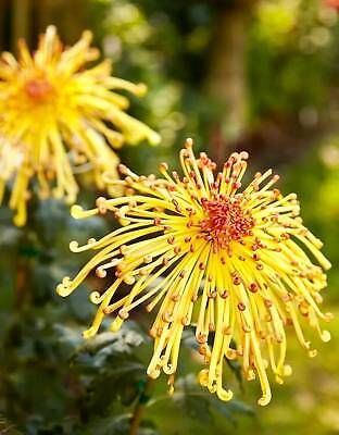 Japanese Spider Chrysanthemums Seeds ~ Garden ~ Pretty Flowers ~ Japan ~ Exotic