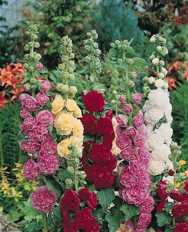 Summer Carnival Hollyhock Seeds ~ Flower ~ Seeds ~ Gifts ~ Grow Your Own ~ Spring Flowers ~ Instead of Flowers