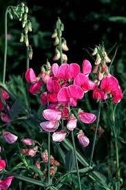 Lathyrus Chilensis Seeds ~ Rare ~ Rare Plants ~ Grow Your Own ~ Spring Flowers ~ Instead of Flowers ~ Presents