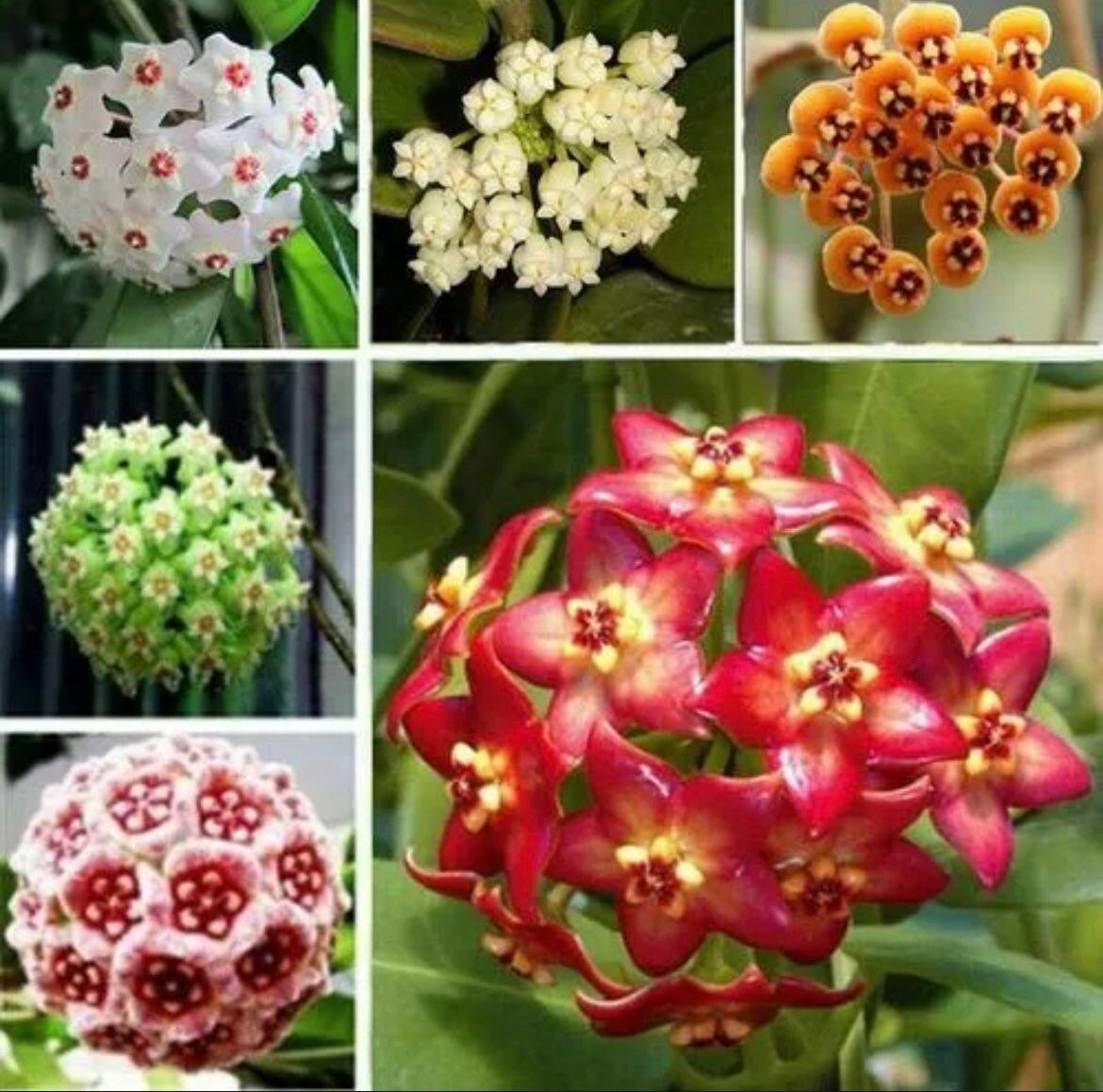 Mixed Hoya Variety Seeds