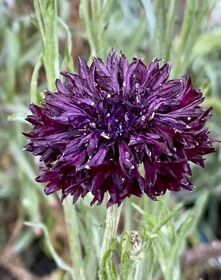 Double ‘Velvet Dawn’ Coneflower Seeds ~ Bachelor Buttons ~ Flowering Plant ~ Heirloom ~ Flowers ~ Flower ~ Growing Flowers ~ Garden