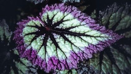 Purple-Green Rex Begonias Seeds ~ Plants ~ Garden ~ Grow Your Own ~ Spring Flowers ~ Instead of Flowers ~ Flowers