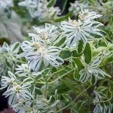 Euphorbia Marginata Seeds ~ Kilimanjaro ~ Rare Plants ~ Snow On The Mountain  ~ Spring Flowers ~ Instead of Flowers ~ Presents