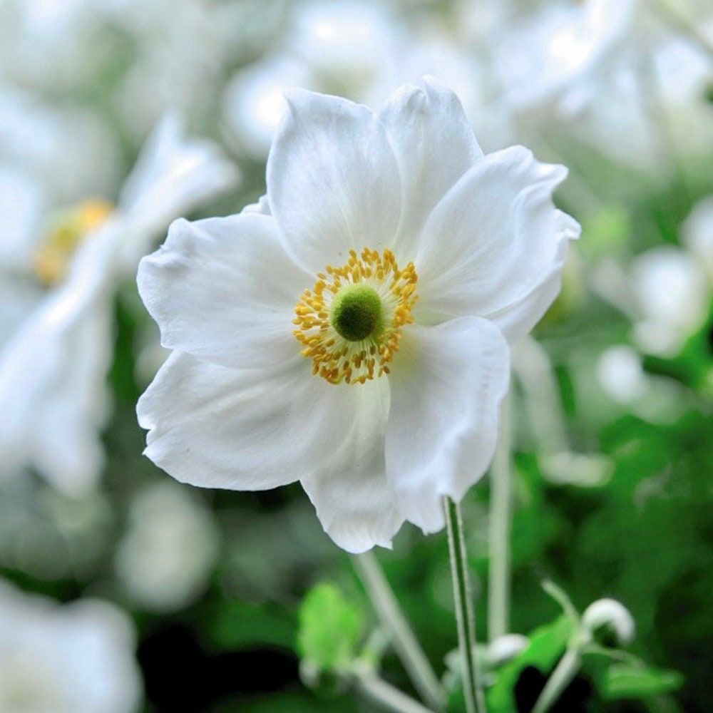 white anemone flower seeds White Japanese Anemone Seeds ~ Anemone Hupehensis ~ Thimbleflower ~ Wildflowers ~ Heirloom ~ Bouquet ~ Fresh Cut Flowers ~ Wedding