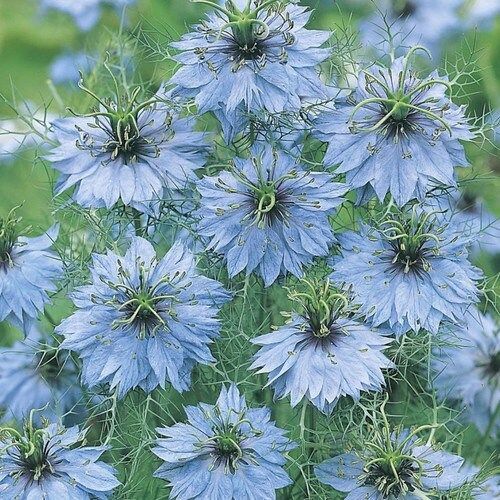 Nigella Damascena Miss Jekyll Light Blue Seeds ~ Love-in-the-Mist ~ Rare ~ Rare Plants