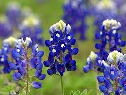 Texas Bluebonnet Seeds ~ Cool Flowers ~ Rare ~ Heirloom Seeds ~ Garden ~ Green Thumb ~ Blue Flowers ~ Plant ~ Flowers ~ Planting ~ Pretty