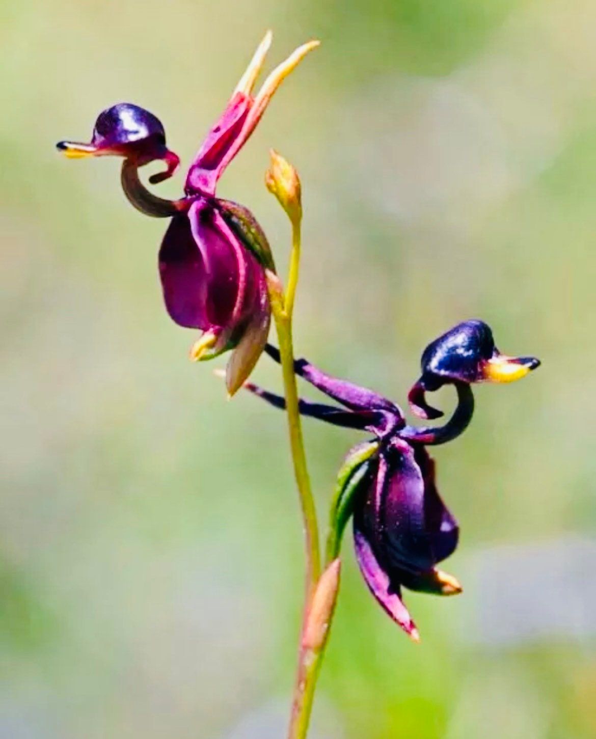 Giant Duck Orchid Seeds ~ Caleana Major ~ Exotic ~ Grow Your Own ~ Bird ~ Unique Flowers ~ Indoor Plants