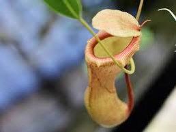 Pitcher Nepenthes ~ Monkey Cups ~ Carnivorous Plants ~ Nepenthes ~ Nepenthaceae ~ Exotic Plants ~ Usual Plants ~ Tropical