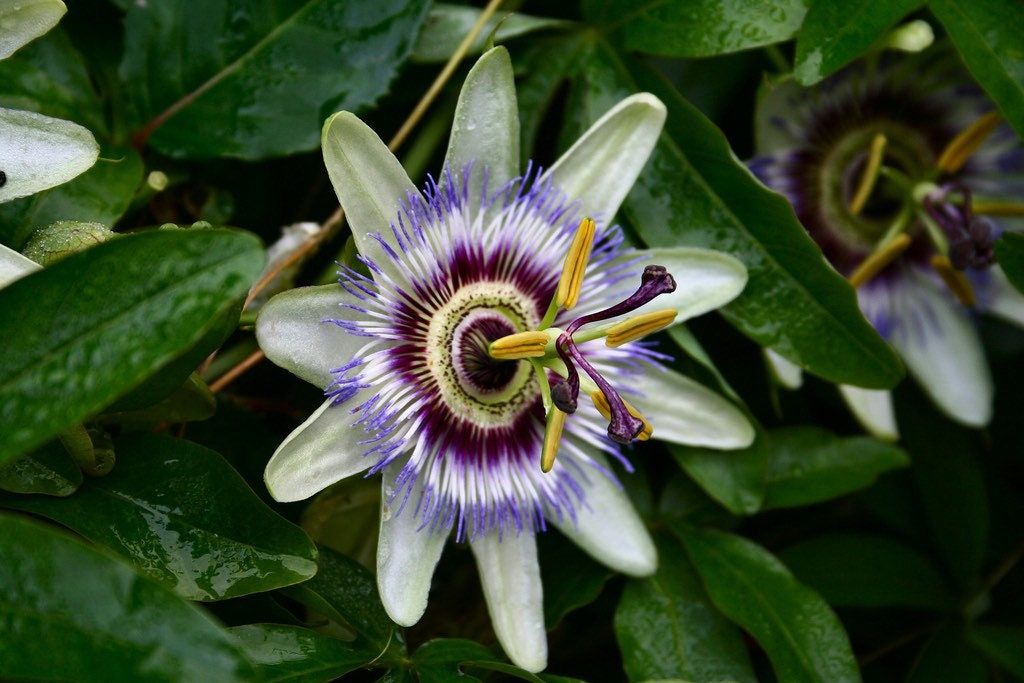 Blue Passiflora Seeds ~ Passionfruit ~ Maypop ~ Passionflower ~ True Passionflower ~ Wild Apricot ~ Wild Passion Vine