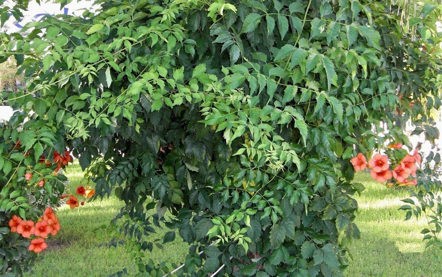 Red Devil’s Trumpet Vine Seeds ~ Trumpet Creeper ~ Campsis Radicans ~ Fresh Seeds ~ Blooms ~ Flowers ~ Instead of Flowers ~ Red