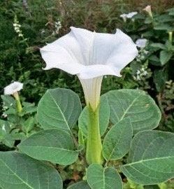 Double Yellow Angel’s Trumpet Seeds ~ Devil’s Trumpet ~ Datura Metel ~ Fresh Seeds ~ Blooms ~ Flowers ~ Instead of Flowers ~ Hummingbirds