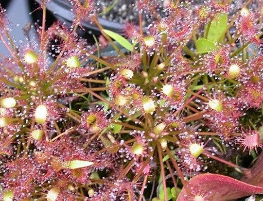 Drosera Intermedia Seeds ~ Spoonleaf Sundews ~ Carnivorous ~ Bug Eating ~ Oblong-leaved Sundew ~ Carnivore