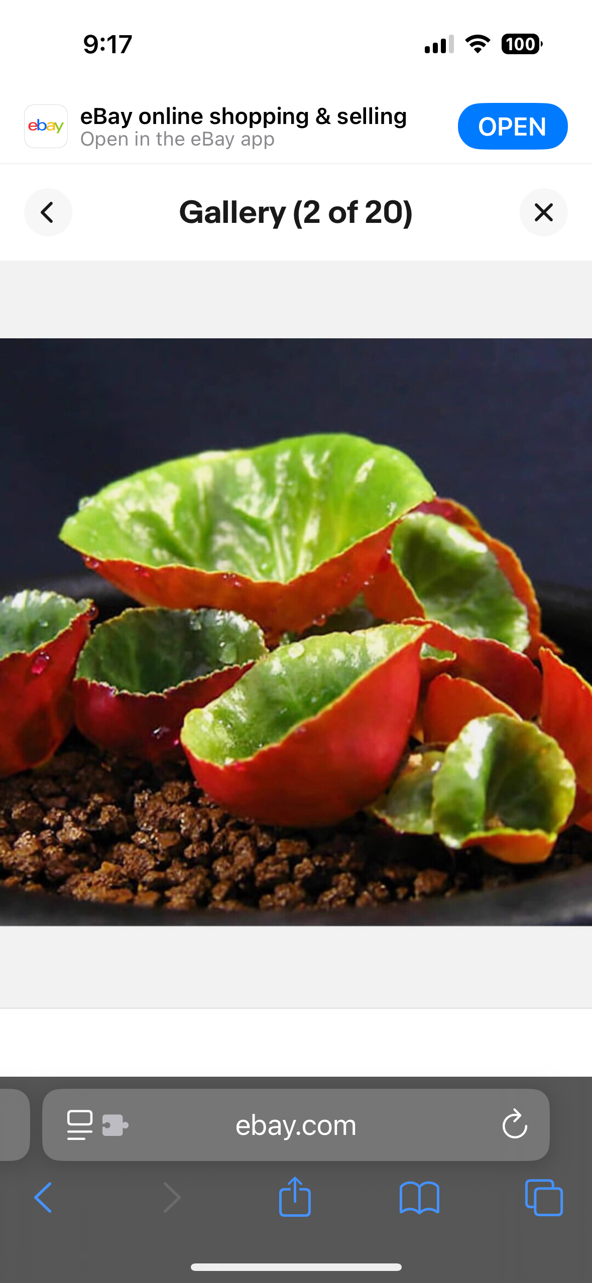 Rare Crassula Umbella Semillas Seeds ~ 'Wine Cup' ~ Flowers ~ Succulents ~ Plants ~ Garden ~ Grow Your Own ~ Easy Care