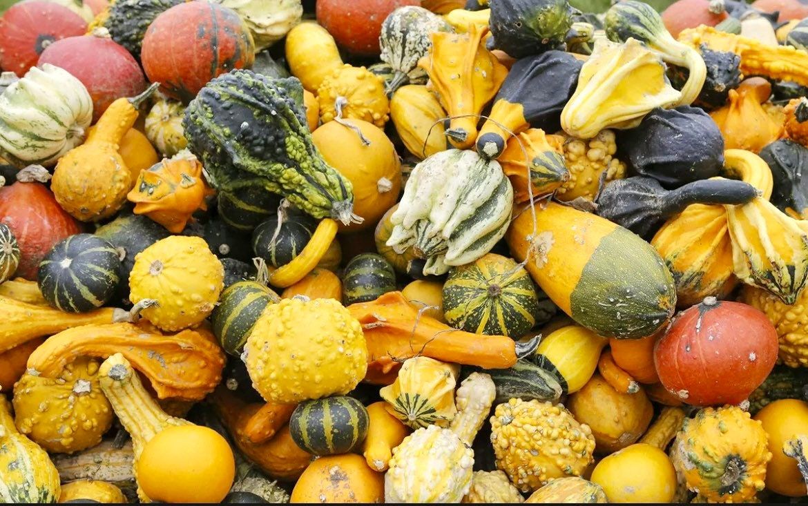 Decorative Mix Gourd Seeds ~ Grow Your Own ~ Crafts ~ Autumn